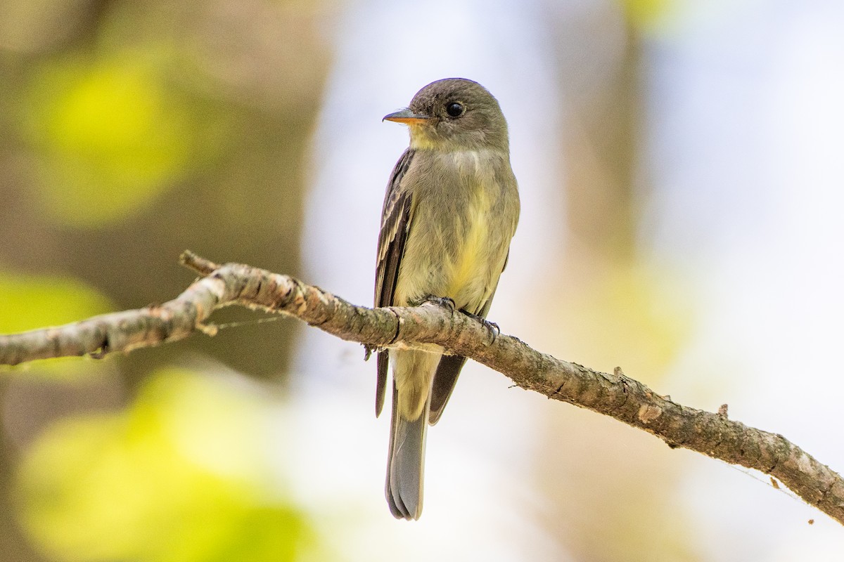 Eastern Wood-Pewee - ML415878501