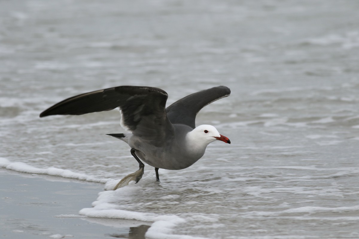 Heermann's Gull - ML415878511