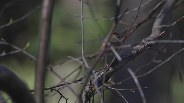 Swainson's Warbler - ML415878921