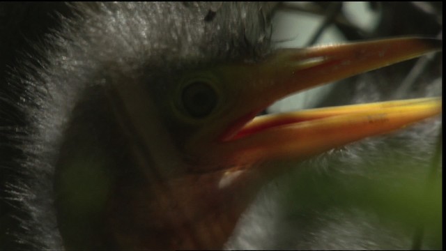 Green Heron - ML415882