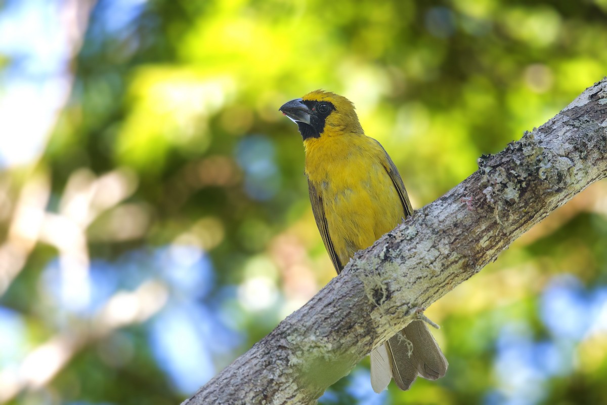 Yellow-green Grosbeak - Bradley Hacker 🦜