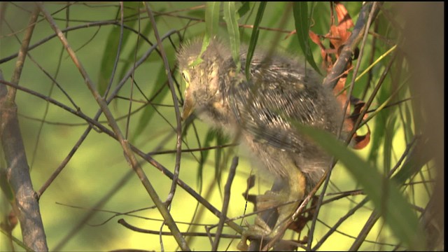 Green Heron - ML415885