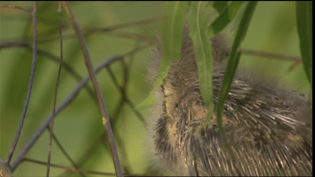 Green Heron - ML415886