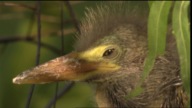 Green Heron - ML415887