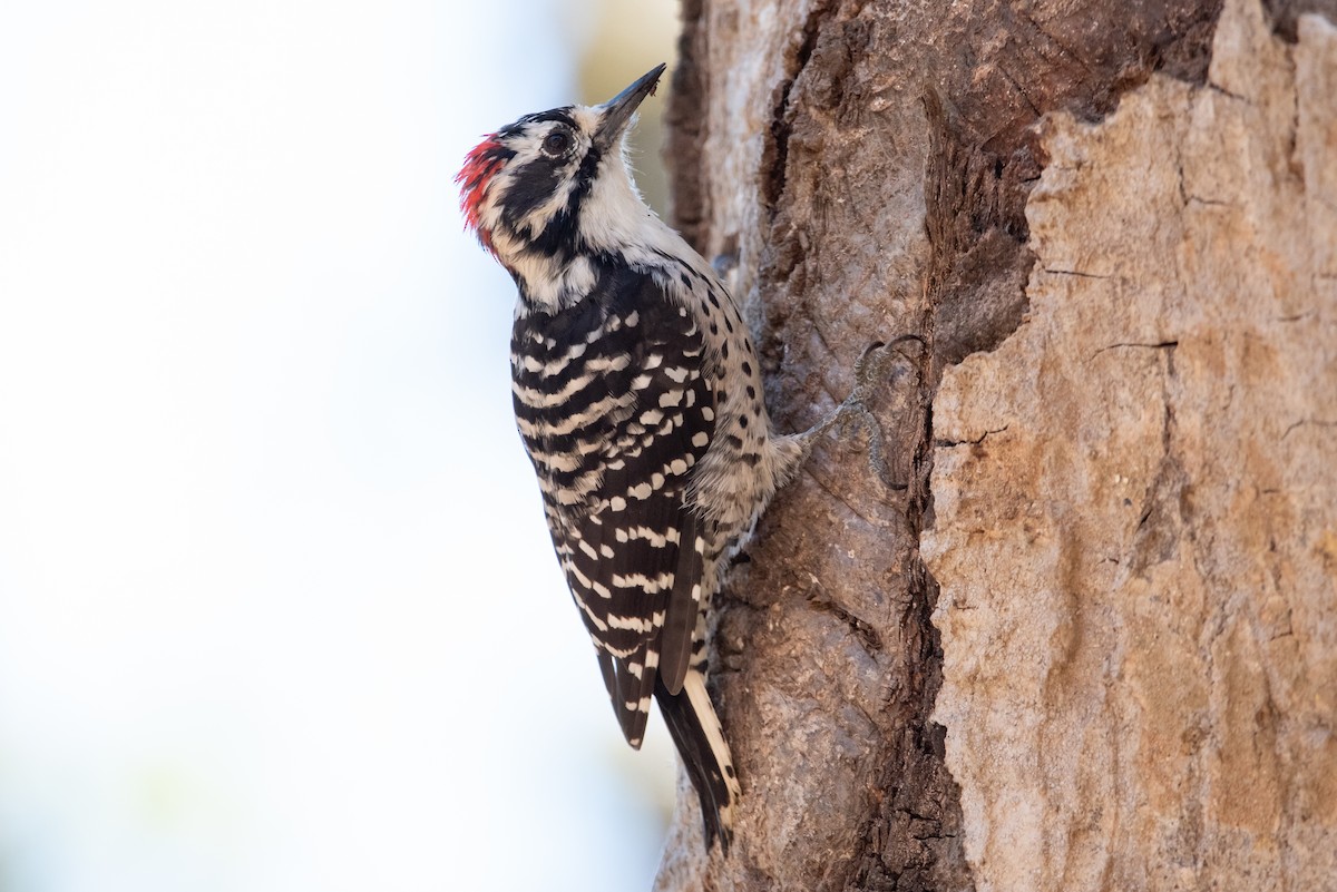 Nuttall's Woodpecker - ML415887971