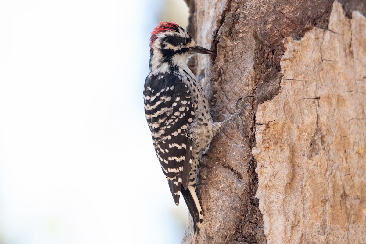 Nuttall's Woodpecker - ML415888031