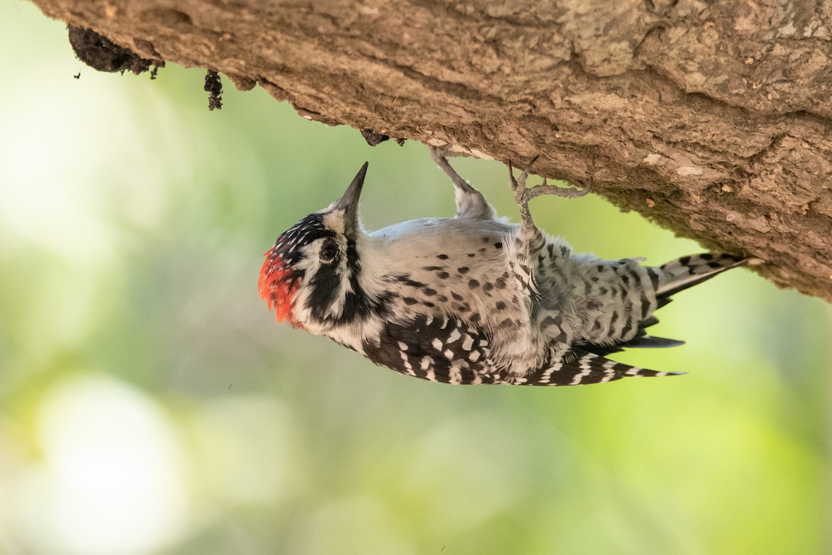 Nuttall's Woodpecker - ML415888131