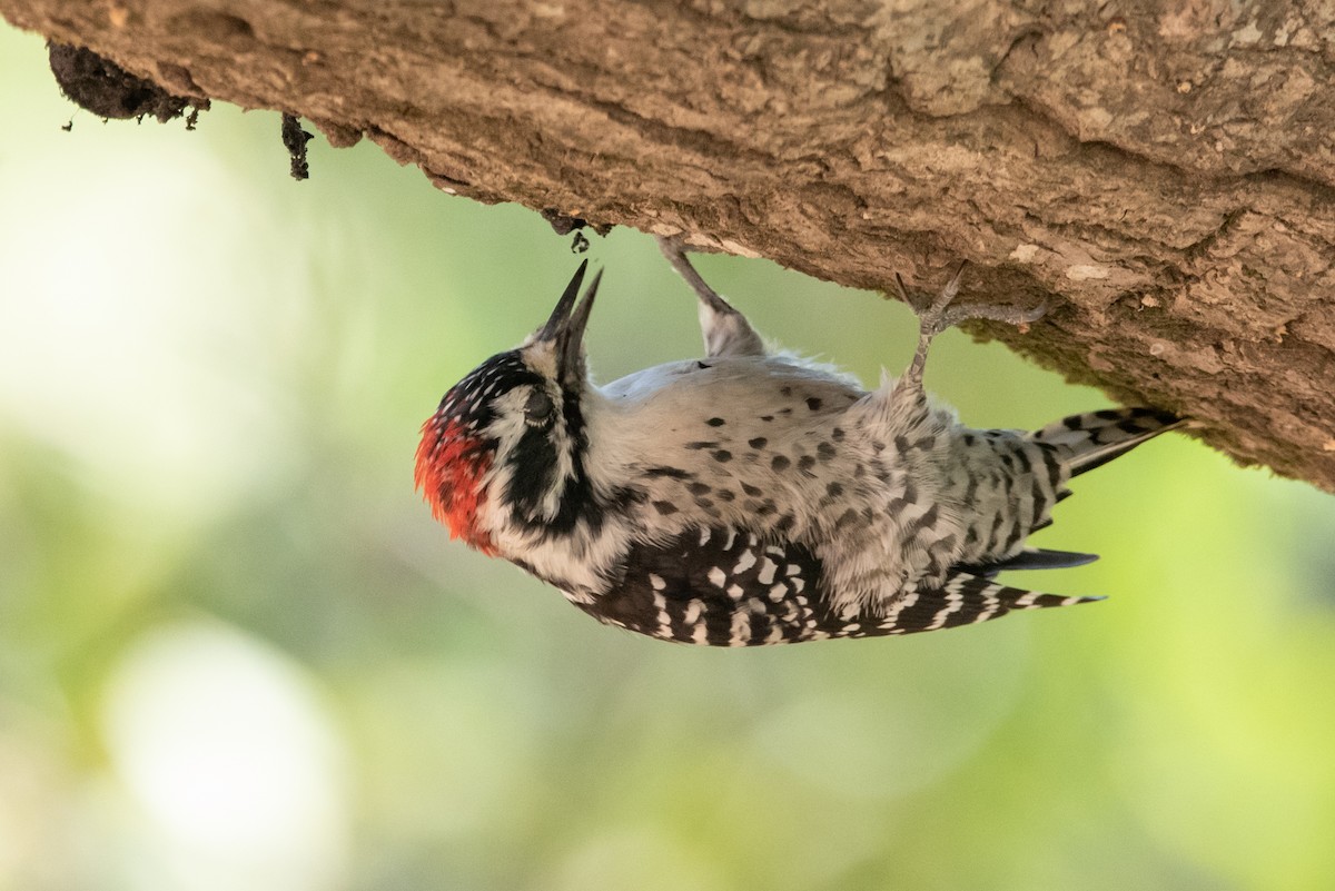 Nuttall's Woodpecker - ML415888151