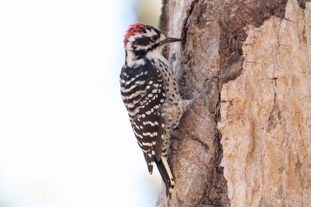 Nuttall's Woodpecker - ML415888391