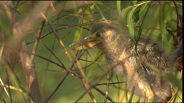 Green Heron - ML415889