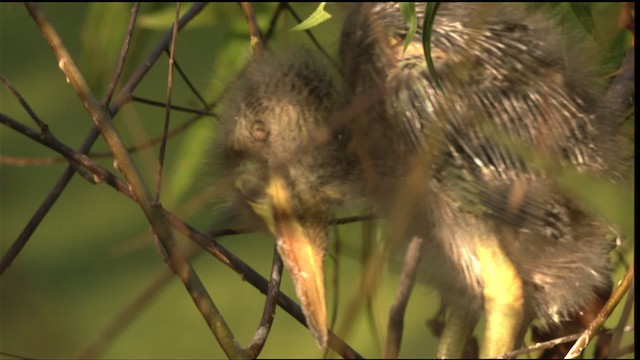 Green Heron - ML415890