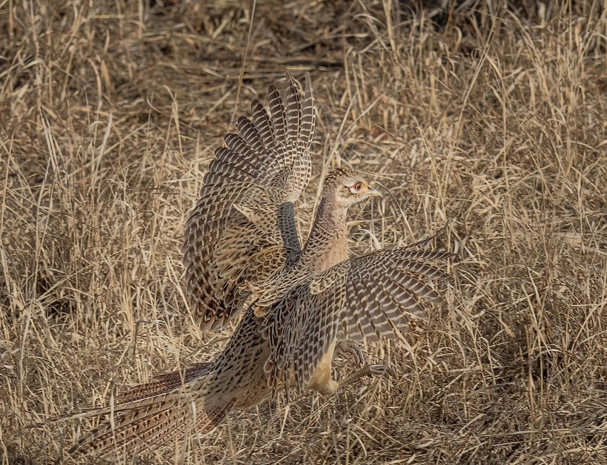 Ring-necked Pheasant - Dave Clark