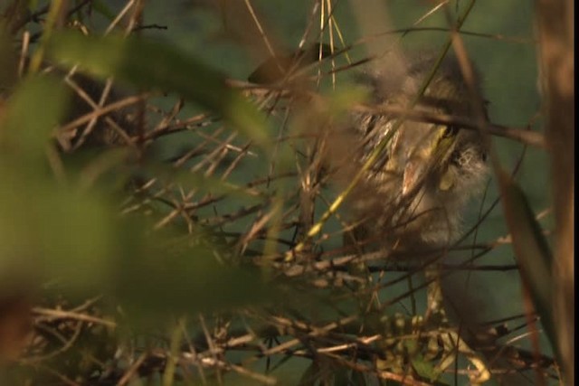 Green Heron - ML415891