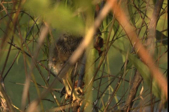 Green Heron - ML415893