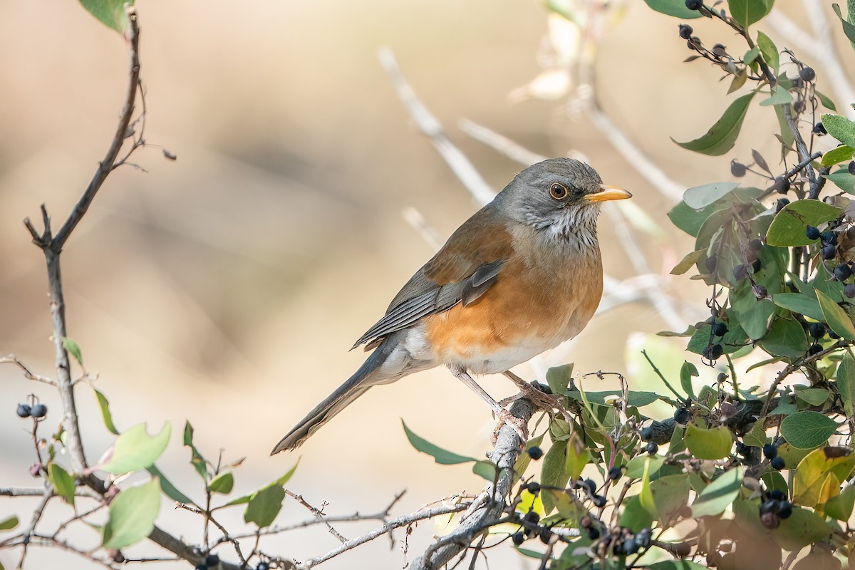 Rufous-backed Robin - ML415896941