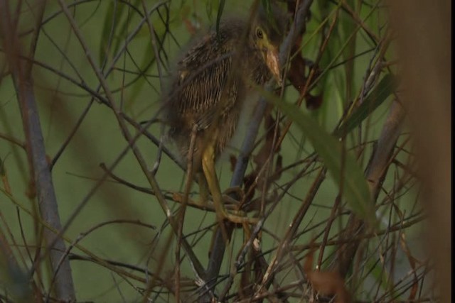 Green Heron - ML415897