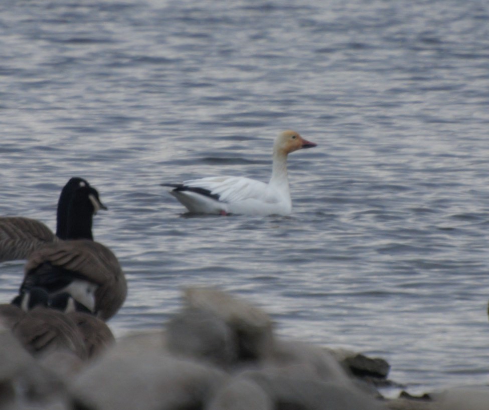 Snow Goose - Dan Chronowic