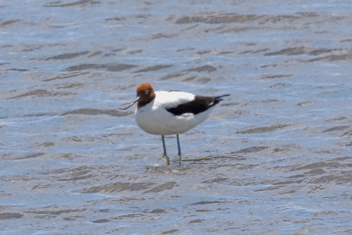 Red-necked Avocet - ML41589791