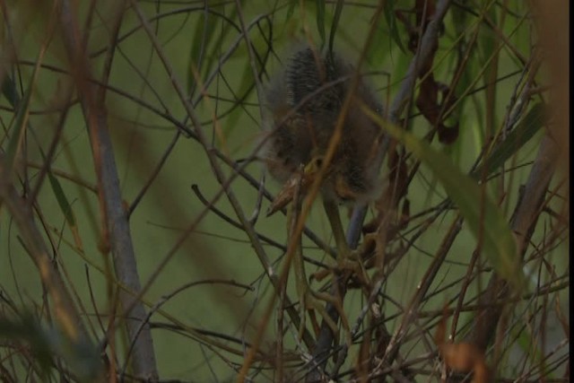 Green Heron - ML415898