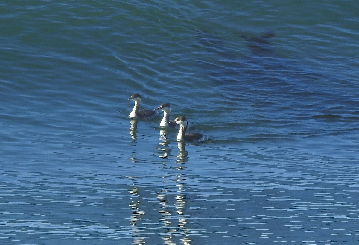 Horned Grebe - ML415898321