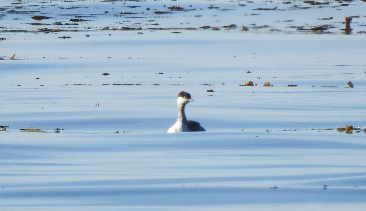 Horned Grebe - ML415898381