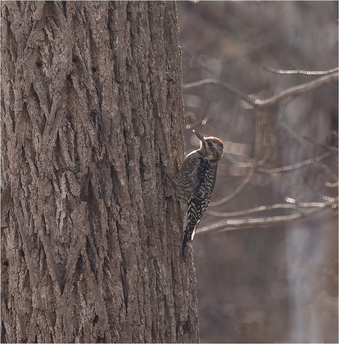 Yellow-bellied Sapsucker - Sheila Meehan