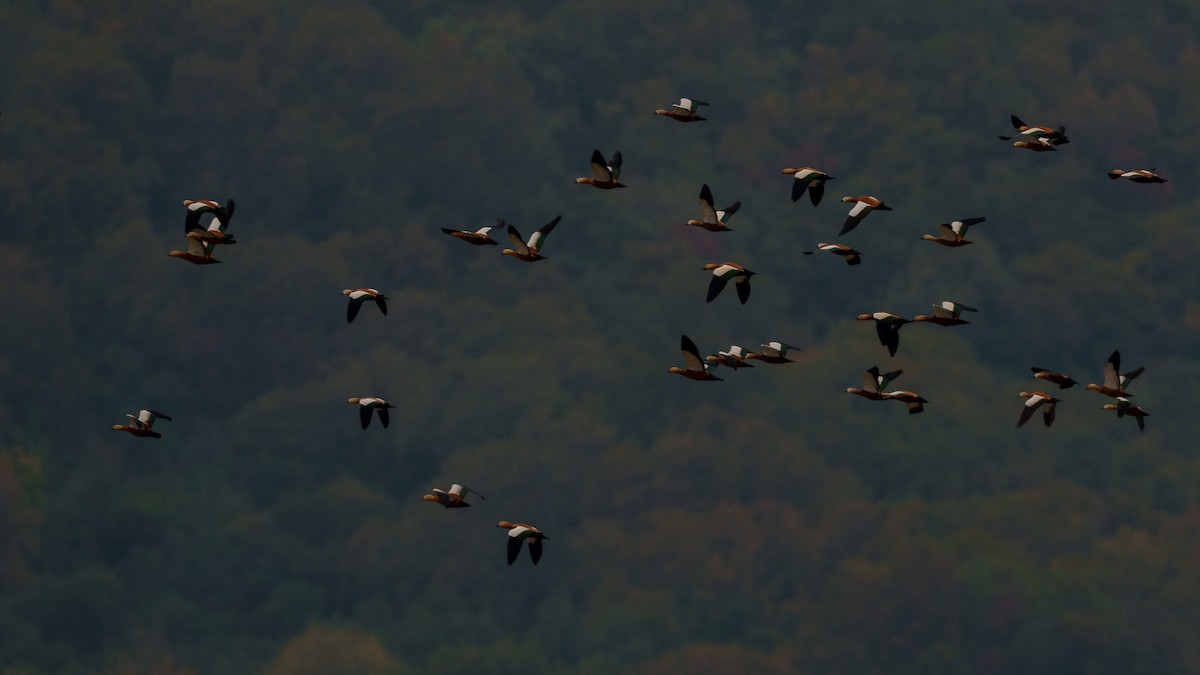 Ruddy Shelduck - babur hakarar