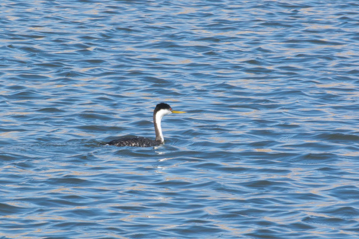 Western x Clark's Grebe (hybrid) - ML415900421