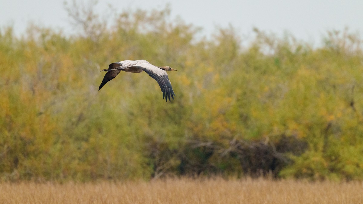 Common Crane - ML415900461