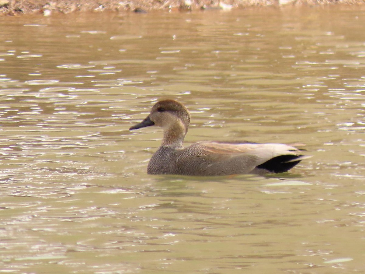 Gadwall - David Cooney Jr