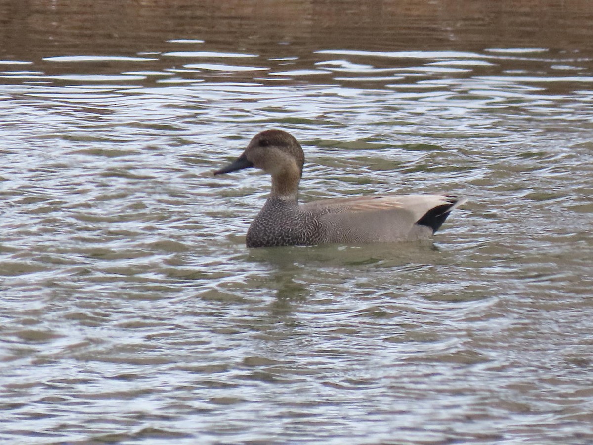 Gadwall - David Cooney Jr