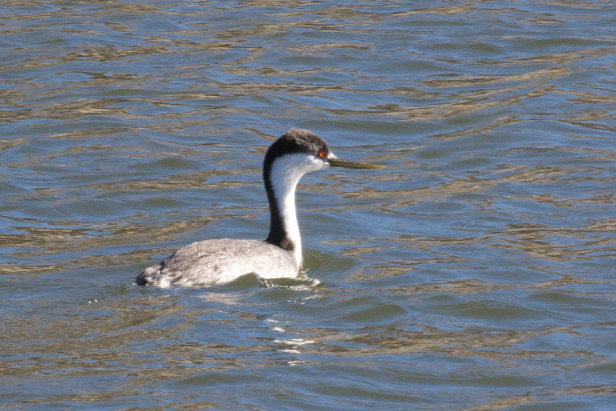 Western Grebe - ML415901181