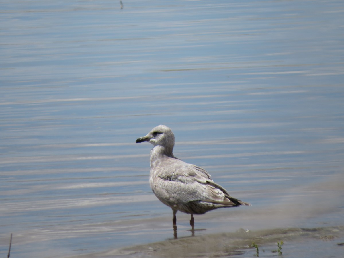 Iceland Gull (Thayer's) - ML415901351