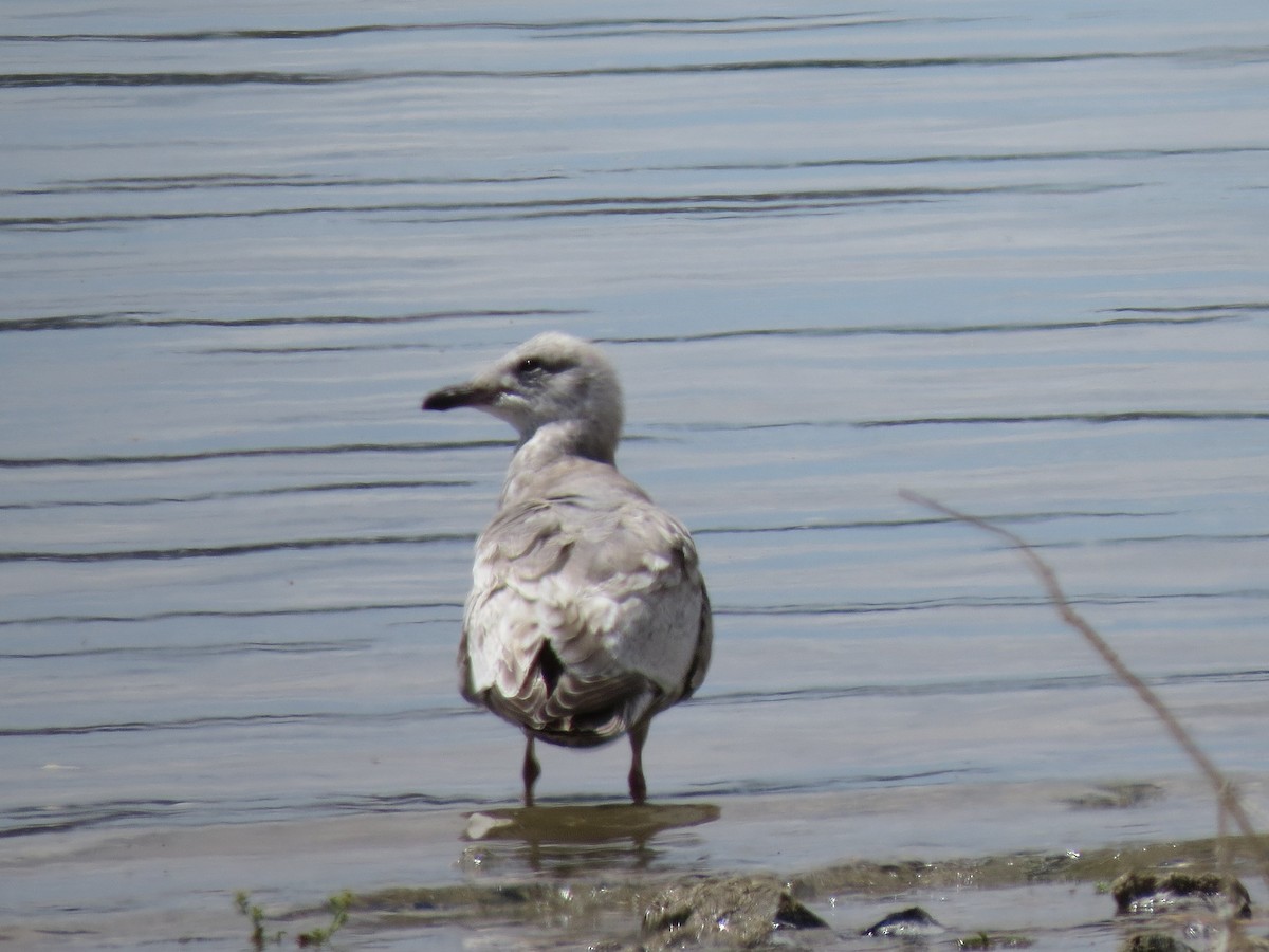 Iceland Gull (Thayer's) - ML415901381