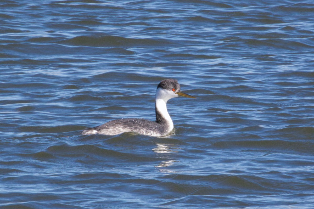 Western Grebe - Tracy McCarthey