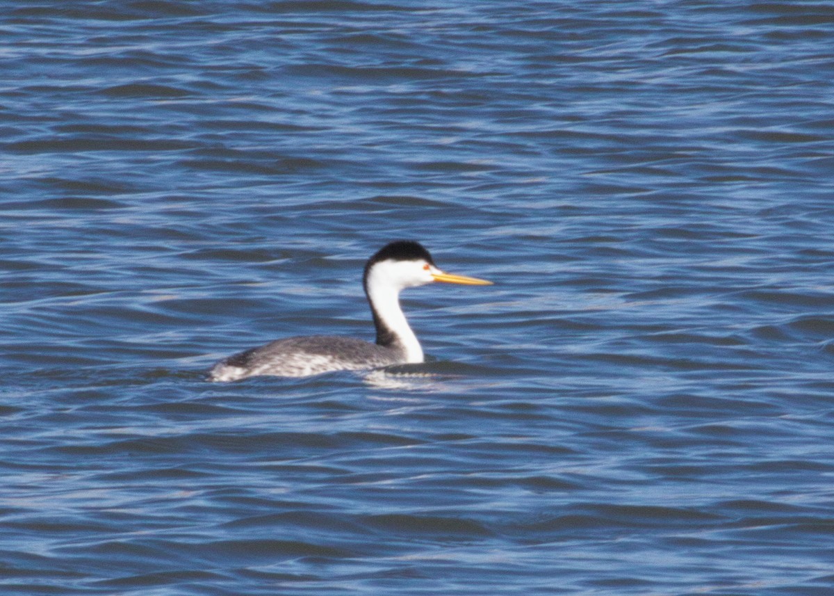 Clark's Grebe - ML415902771