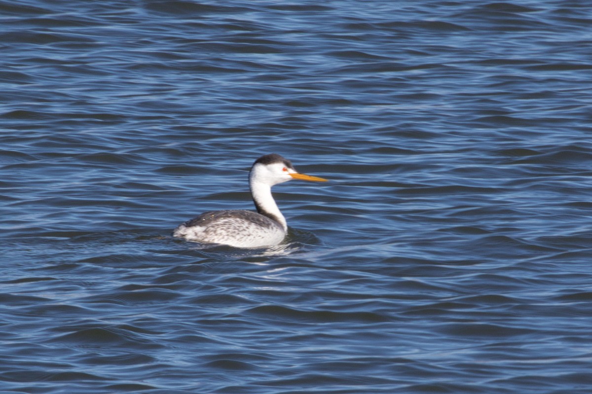 Clark's Grebe - ML415902931