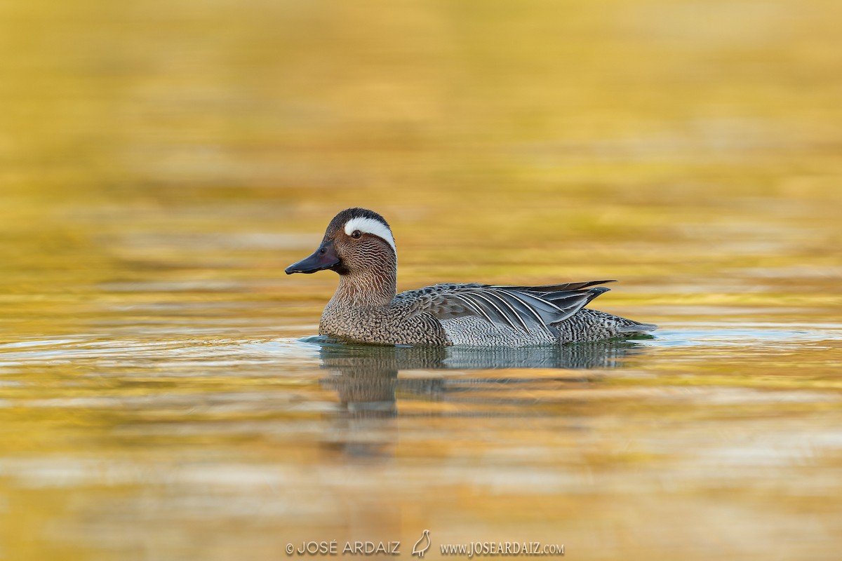 Garganey - José Ardaiz Ganuza