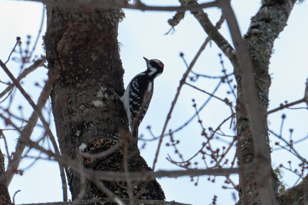 Hairy Woodpecker - ML415903891