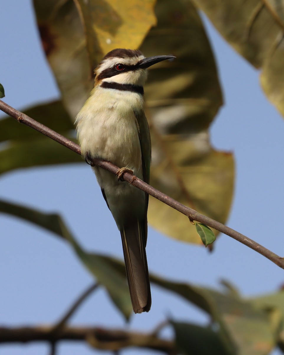 White-throated Bee-eater - ML415904061