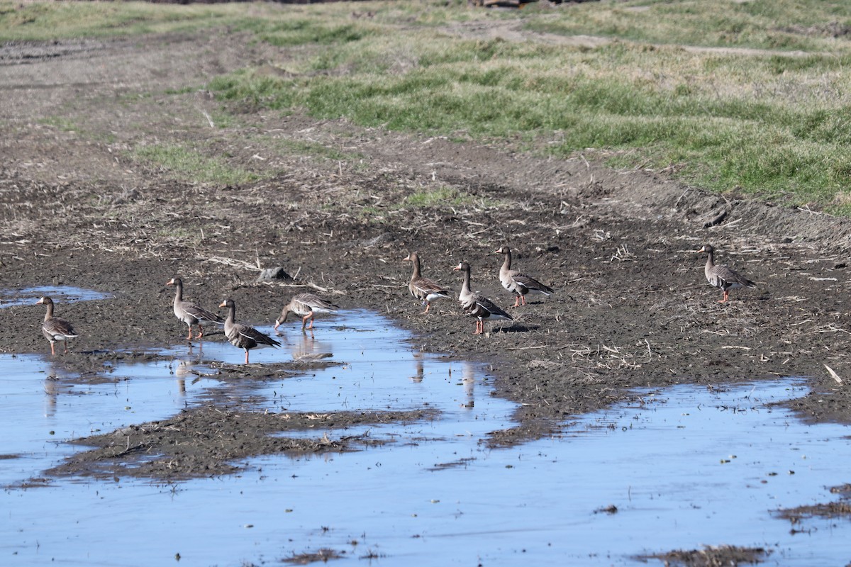 Greater White-fronted Goose - ML415905461