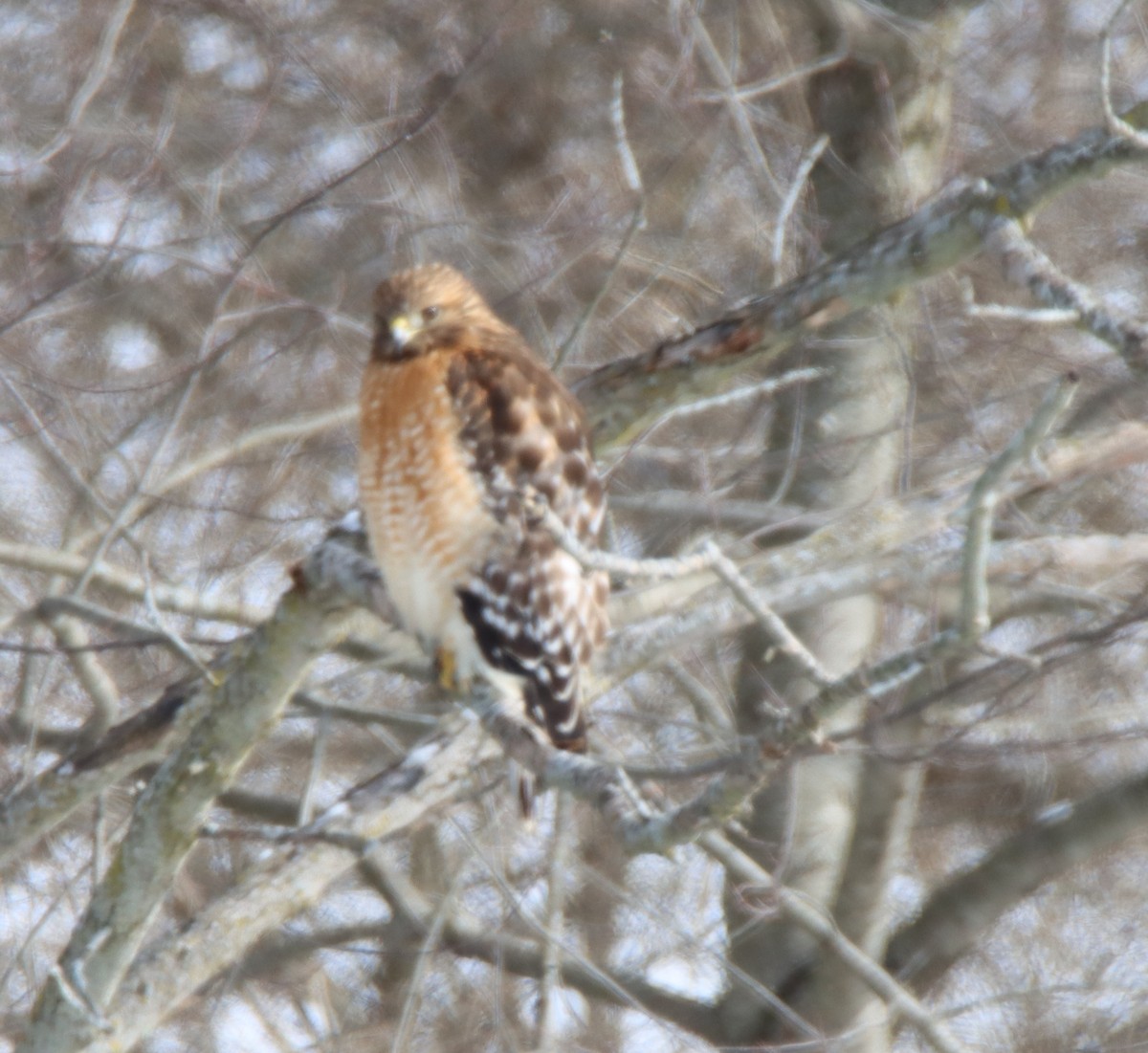 Red-shouldered Hawk - ML415906331