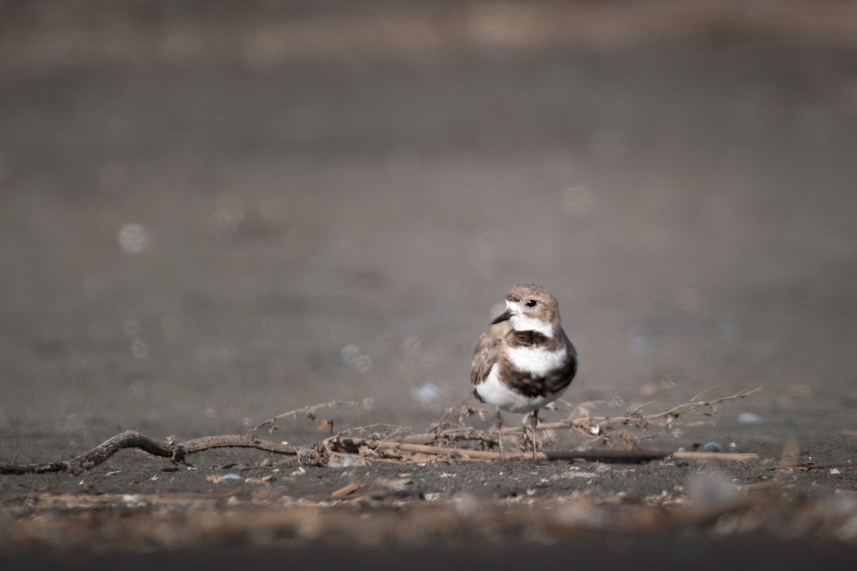 Two-banded Plover - ML415906961