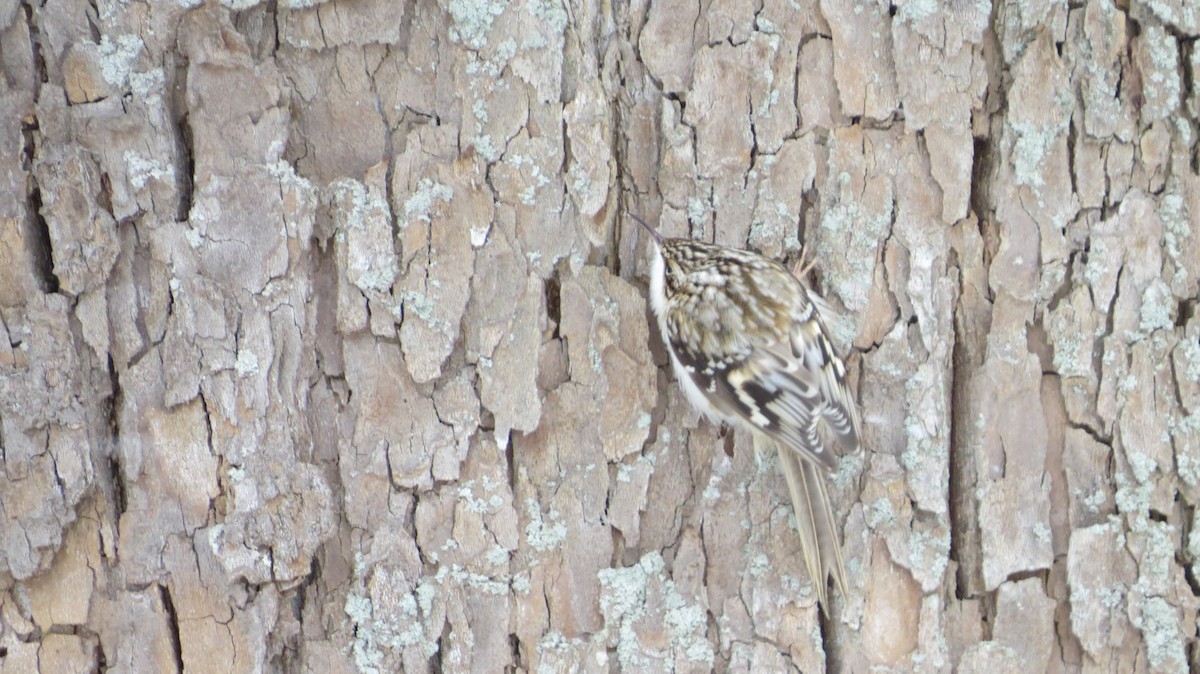 Brown Creeper - ML415908481