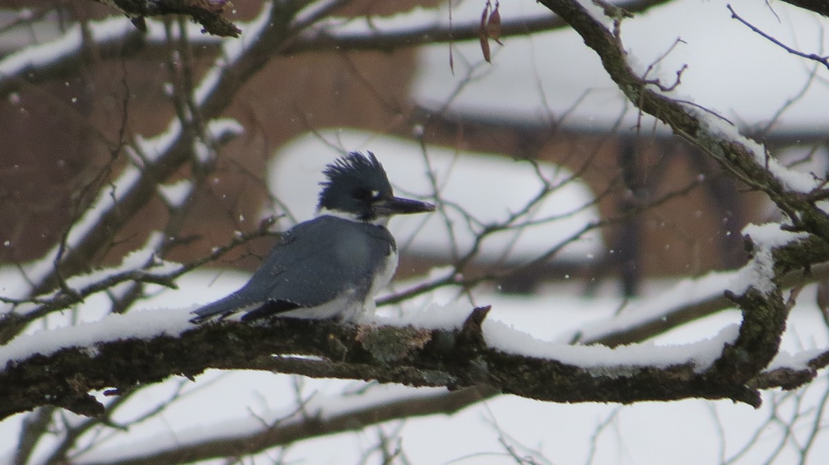 Belted Kingfisher - ML415908511