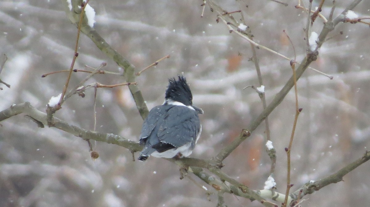 Belted Kingfisher - ML415908591