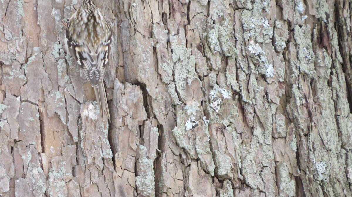 Brown Creeper - ML415908611
