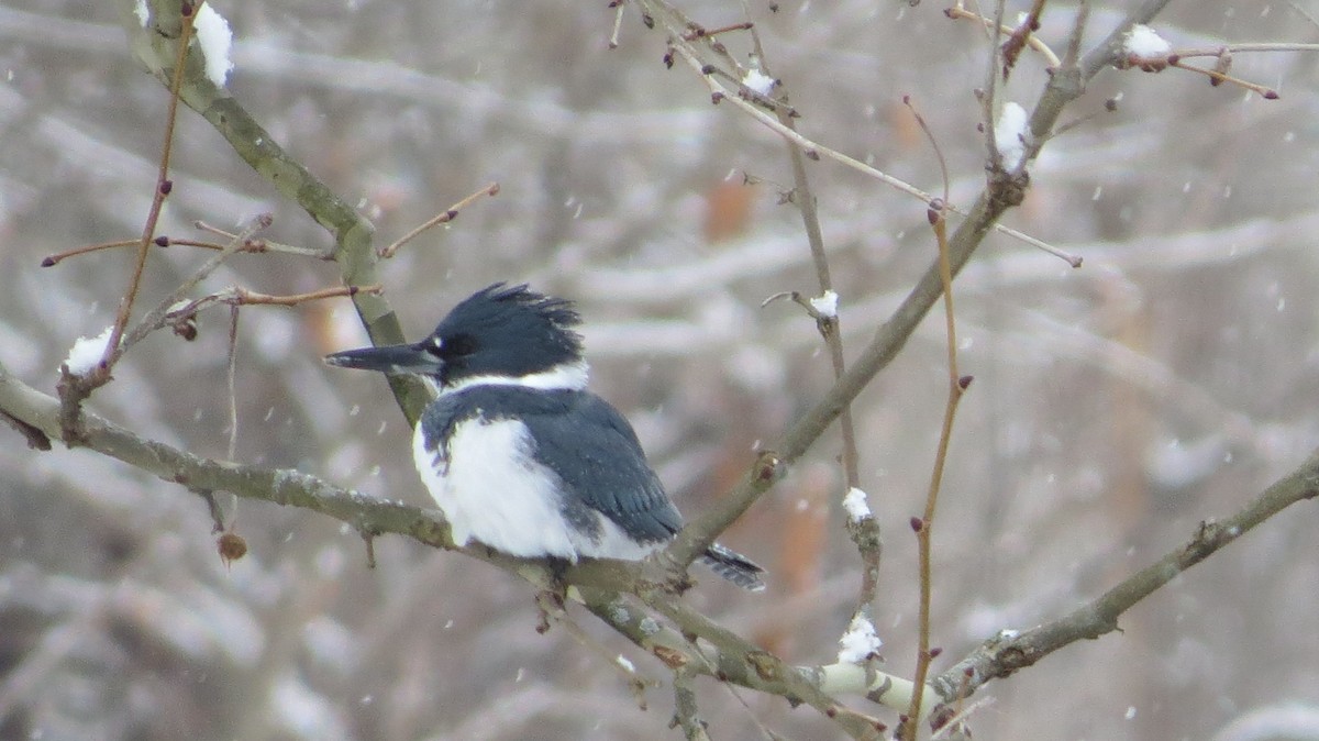 Belted Kingfisher - ML415908631