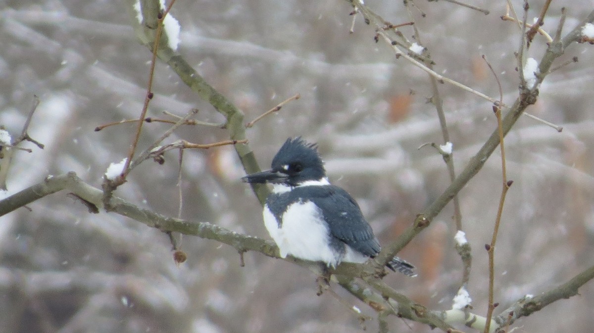 Belted Kingfisher - ML415908701