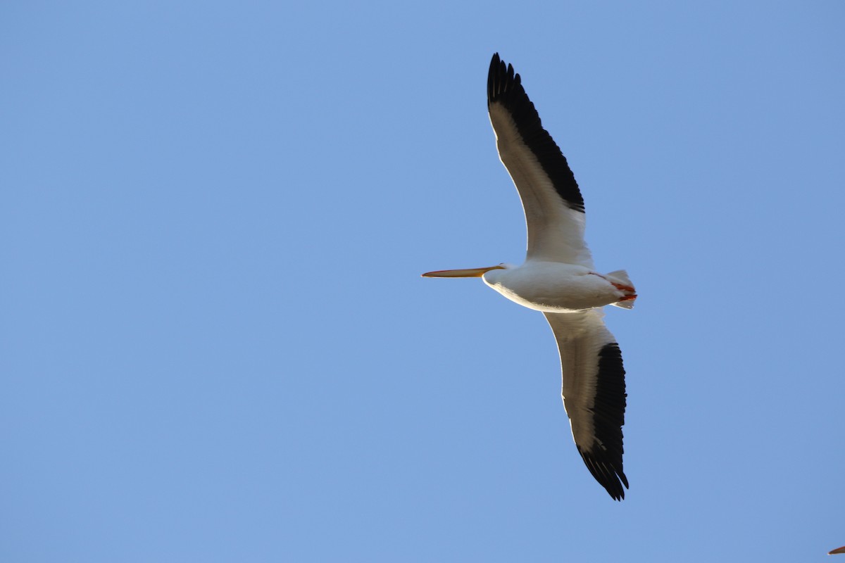 American White Pelican - ML415908711